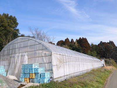 熊本産スイカ!苗床の様子を現地取材(接木の様子)今年も「かんぴょうからスイカ」なんです(前編)_a0254656_17340026.jpg