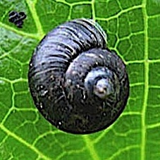 ブドウマイマイ 黒いカタツムリ アジサイ 自然感察 Nature Feeling