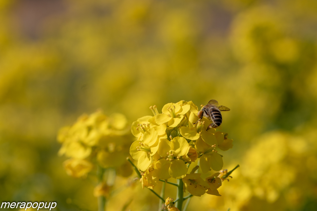 五ヶ瀬川堤防の菜の花_c0307468_19060738.jpg