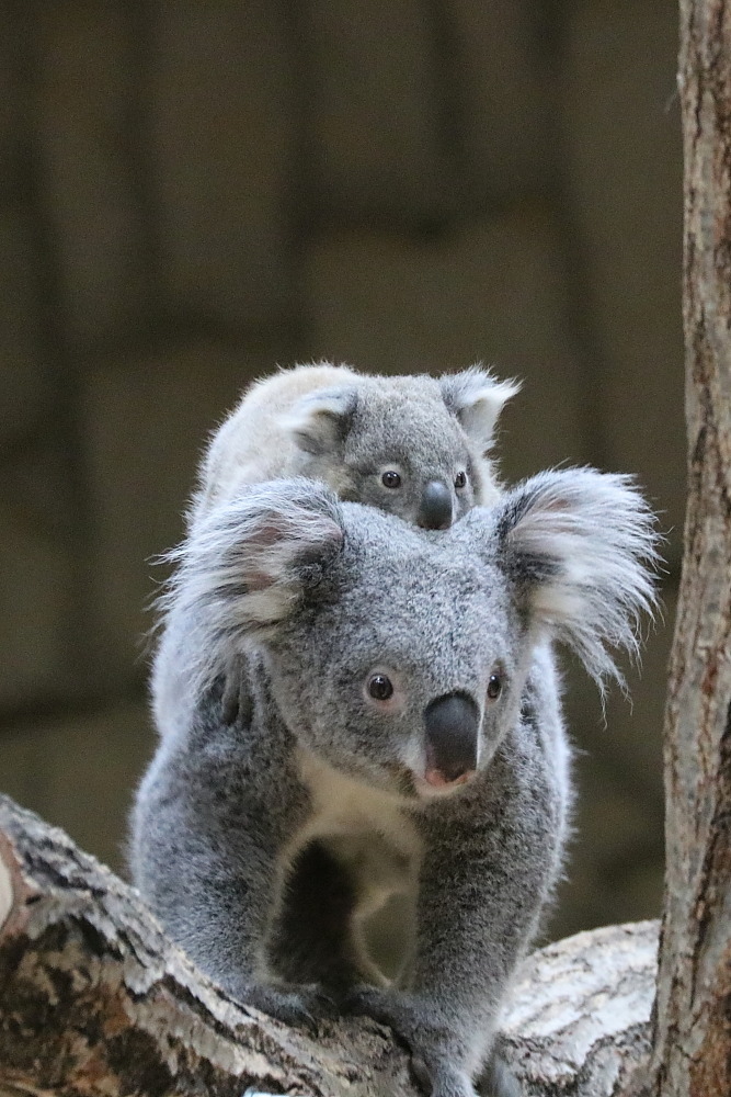 金沢動物園と平川動物園のコアラの赤ちゃん メジロさんの動物写真日記 金沢動物園と平川動物園のコアラの赤ちゃん メジロさんの動物写真日記