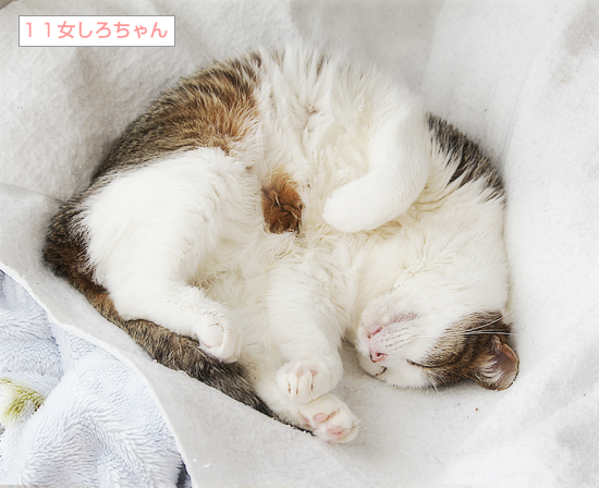 至福の寝顔_a0389088_18002869.jpg