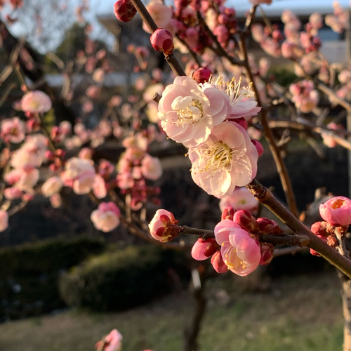 近くの梅林の梅が綺麗に咲き揃いました。_b0105897_17085748.jpg