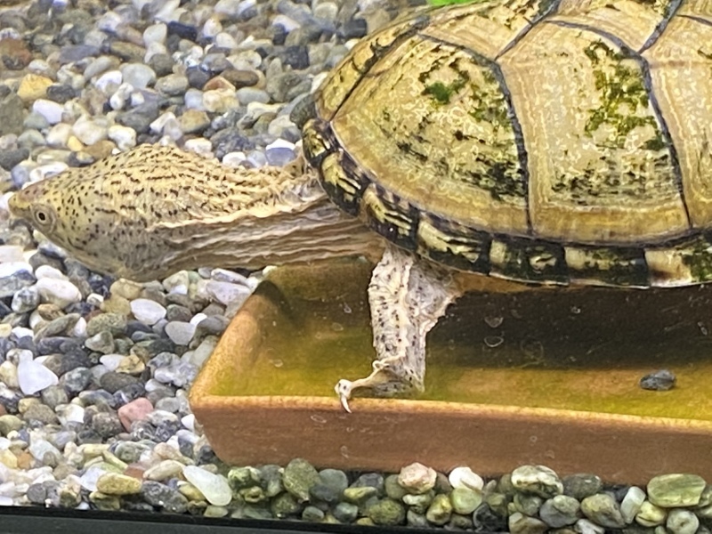 餌皿の上を陣取り カメ亀日記 カメ飼育のいろは 餌皿の上を陣取り カメ亀日記 カメ飼育のいろは