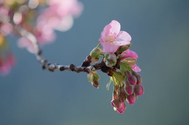 河津桜とペリーロード_f0221724_09445477.jpg