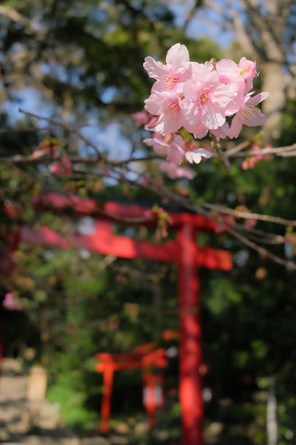 河津桜とペリーロード_f0221724_10043426.jpg