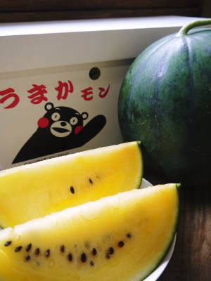 熊本産スイカ!苗床の様子を現地取材(接木の様子)今年も「かんぴょうからスイカ」なんです(後編)_a0254656_12573488.jpg