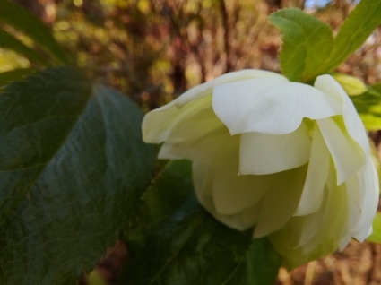花のページ…_b0368362_13275355.jpg