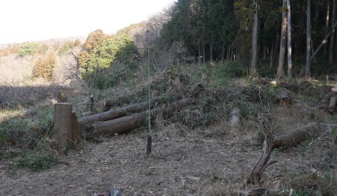 若さ爆発！伐採スギの片付け急進展2・7六国見山手入れ_c0014967_10285503.jpg