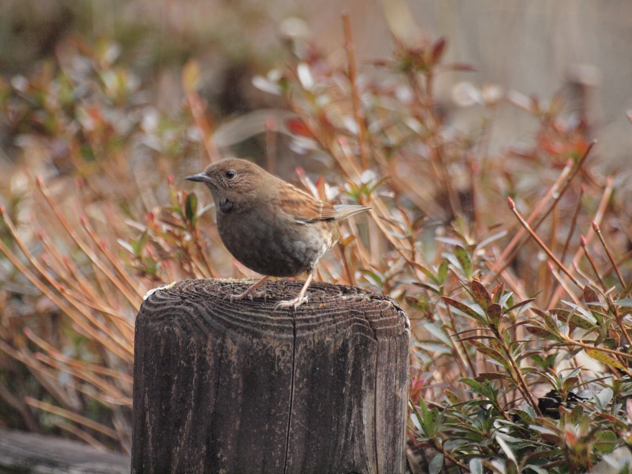 茅潜 カヤクグリ と目白 メジロ と山雀 ヤマガラ など5種類の野鳥達 自然風の自然風だより