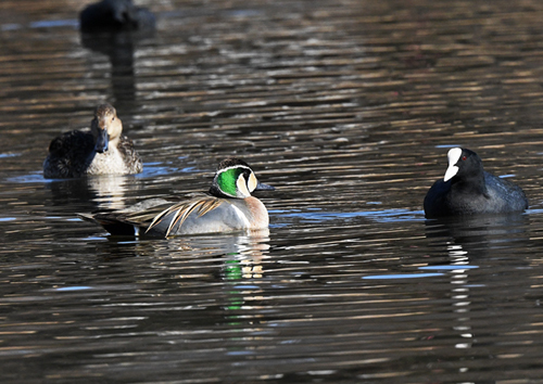 2 6 見沼自然公園 トモエガモ 関東界隈の野鳥達 2 6 見沼自然公園 トモエガモ 関東界隈の野鳥達