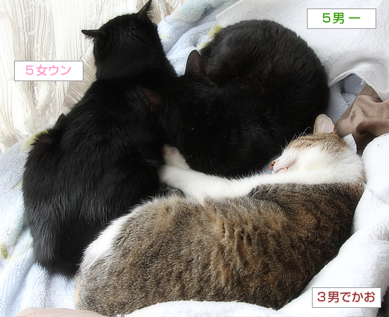 膀胱麻痺とつきあう_a0389088_14572738.jpg