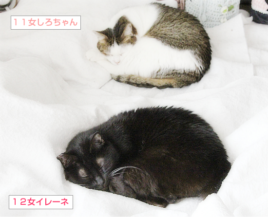 膀胱麻痺とつきあう_a0389088_14572776.jpg