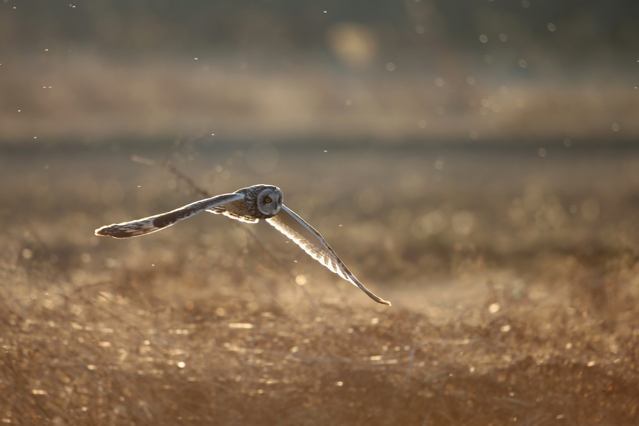 逆光でコミミズクが飛ぶ風景 t hの野鳥写真 逆光でコミミズクが飛ぶ風景 t hの野鳥写真