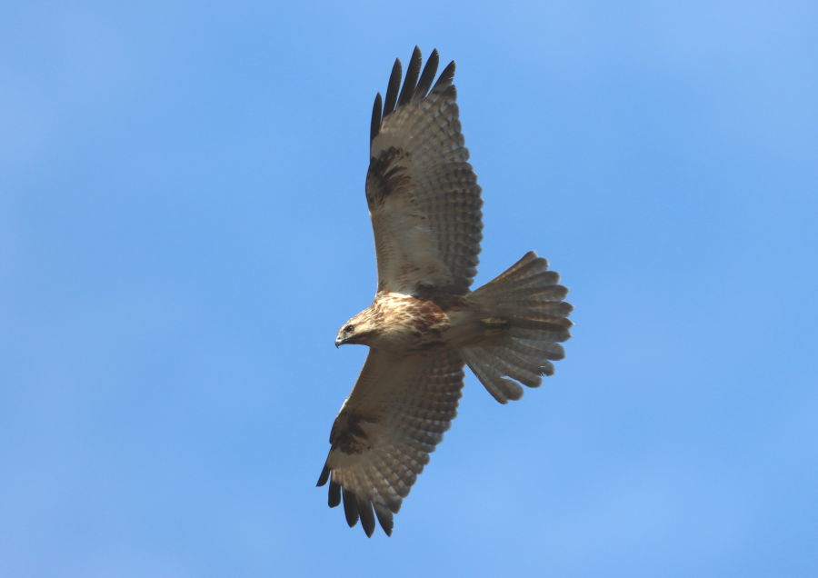 一日、鳥三昧　その３ ノスリ_c0406000_15385697.jpg