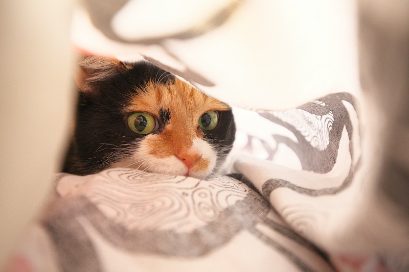 大霜の朝 ねこのあくび 大霜の朝 ねこのあくび