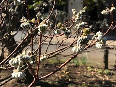 泉の森２月・古民家①_e0373815_17160652.jpg