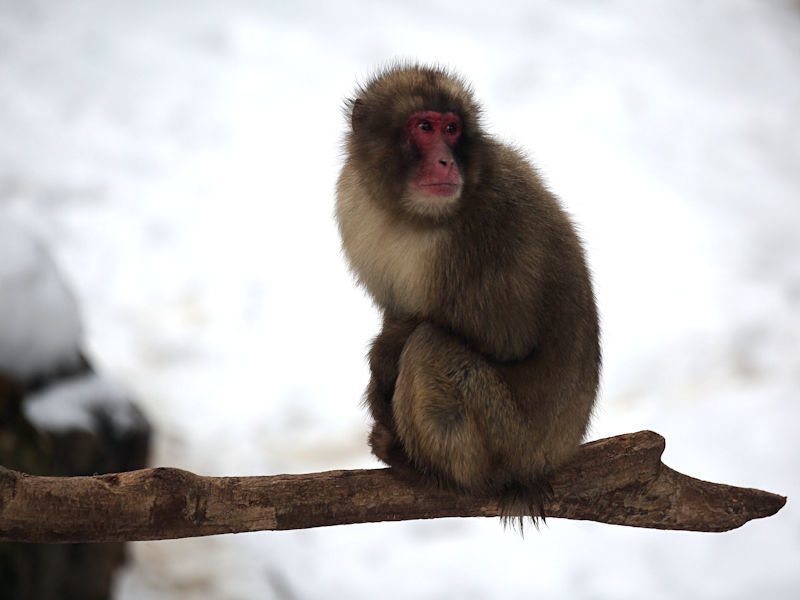 春を待つ雪国のニホンザルたち 動物園放浪記