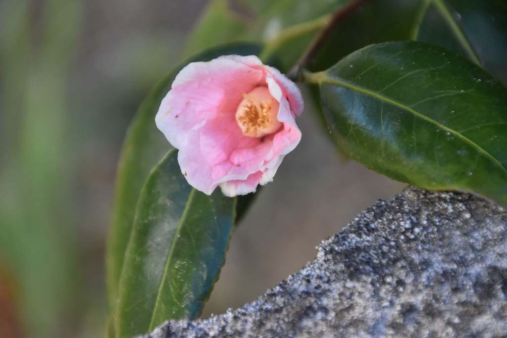 春の息吹_d0338347_15495634.jpg