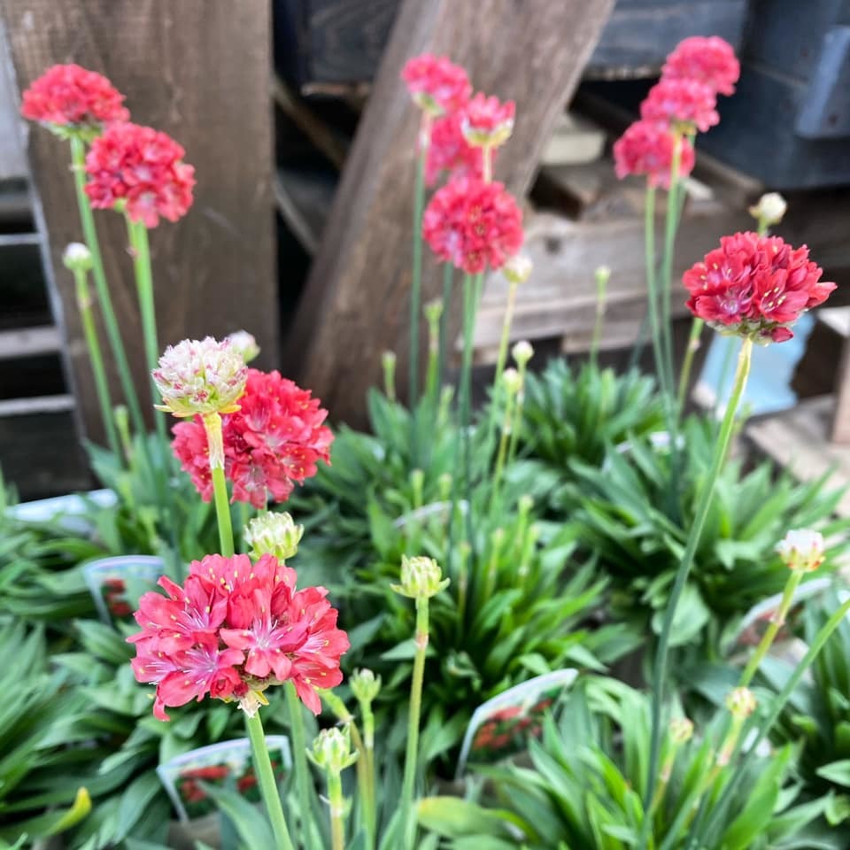 入荷情報 さにべるスタッフblog Sunny Day S Garden