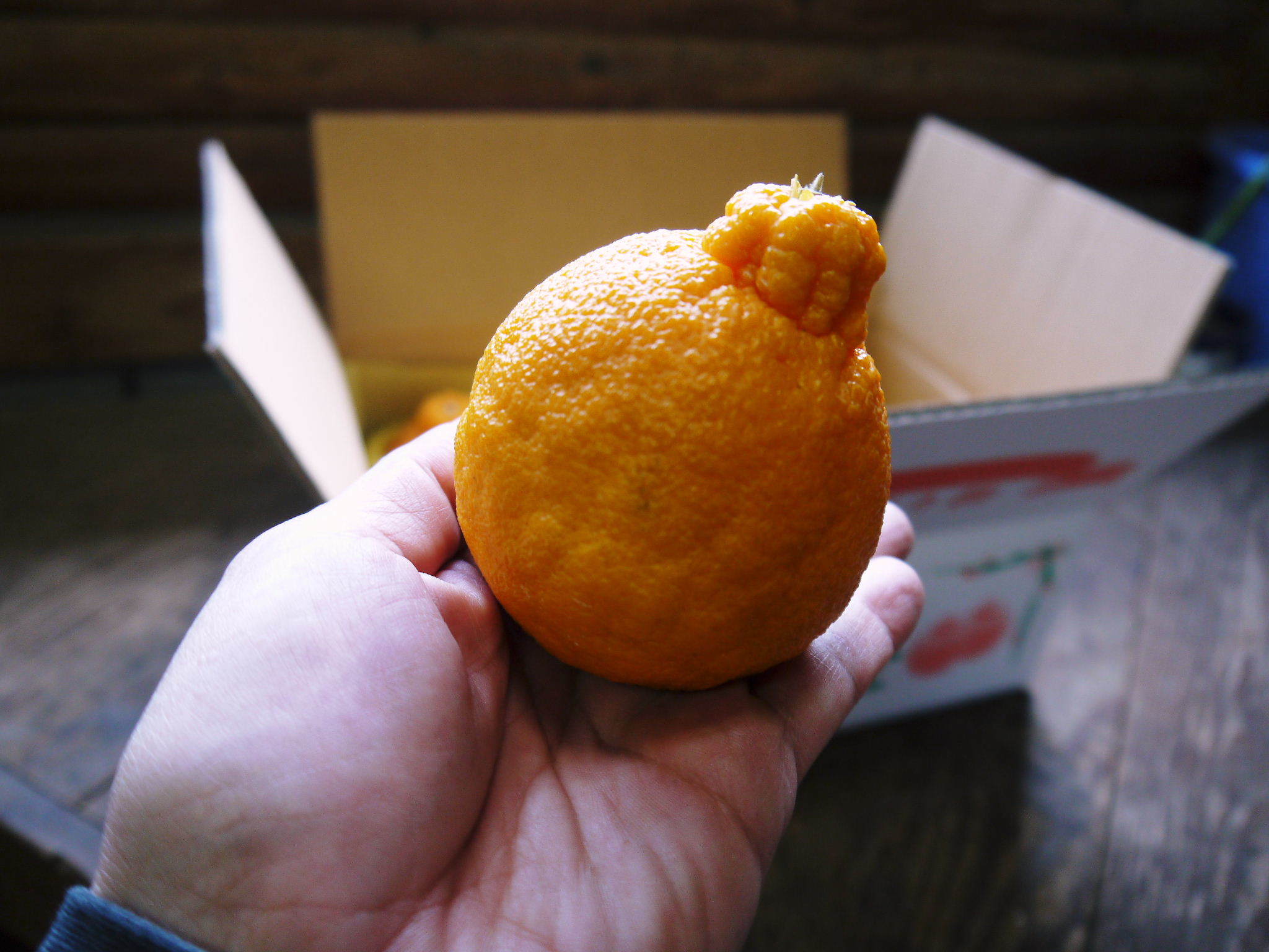 デコポン(肥後ポン)大好評販売中!お買い得なファミリータイプの『ひのゆたか』の販売もスタートしました!_a0254656_16305817.jpg