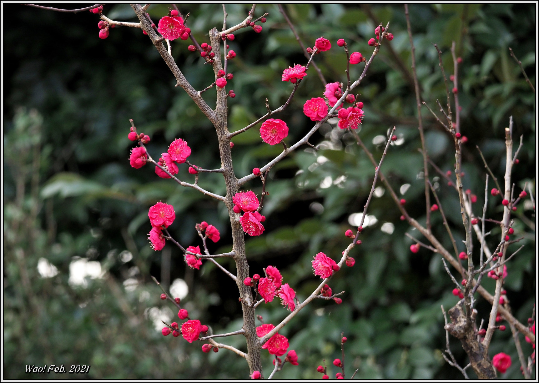 紅白、梅の花_c0198669_18171372.jpg