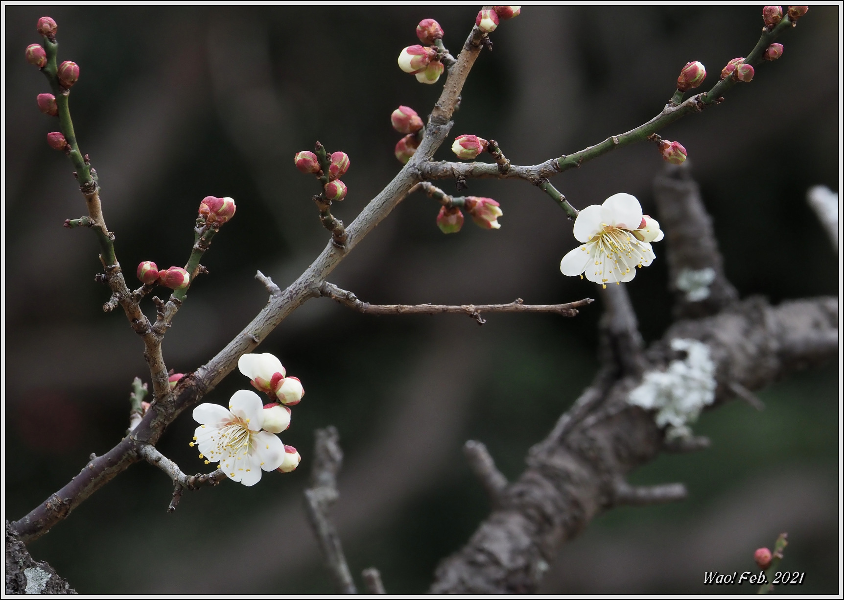 紅白、梅の花_c0198669_18173700.jpg