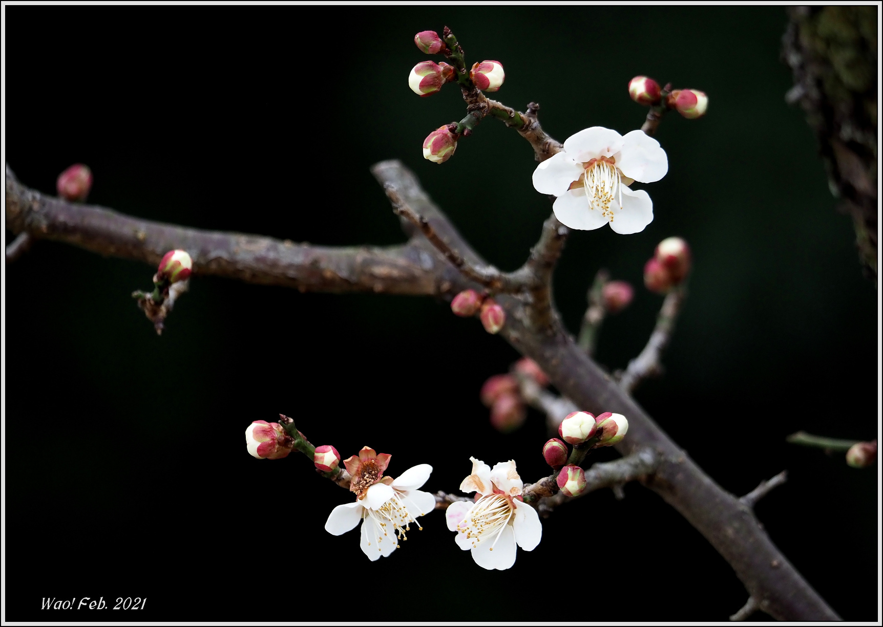 紅白、梅の花_c0198669_18174170.jpg