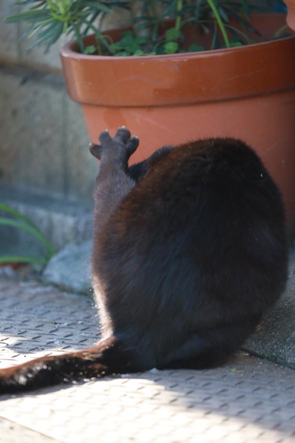 ばいちゃ 近所のネコ2 ばいちゃ 近所のネコ2