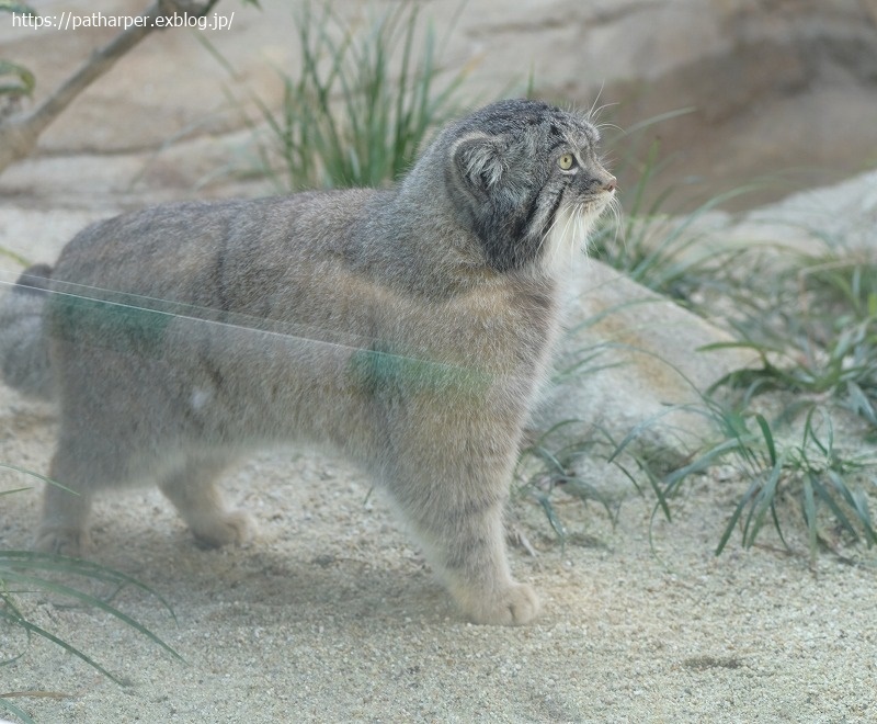 ２０２１年１月　王子動物園４　その２_a0052986_07462272.jpg