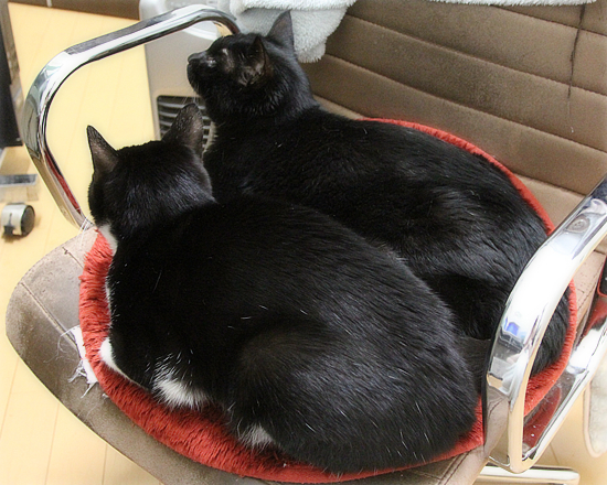 兄弟一緒でよかった_a0389088_20424019.jpg