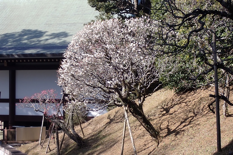 成田山新勝寺を巡る_e0398208_11375361.jpg