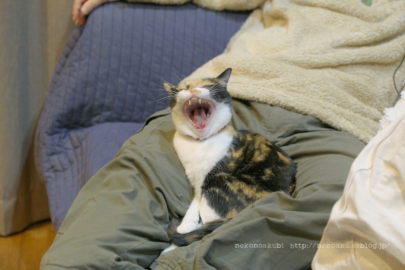 スッポリ ねこのあくび スッポリ ねこのあくび