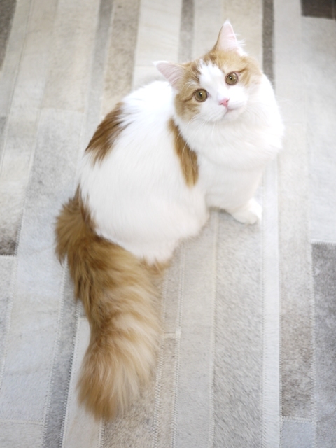 猫のお留守番 ラテくん編 ゆきねこ猫家族 猫のお留守番 ラテくん編 ゆきねこ猫家族
