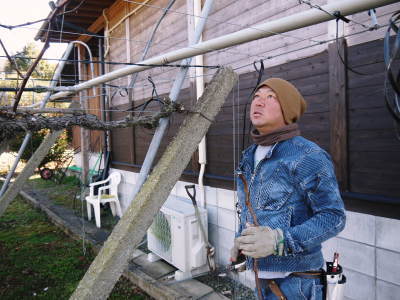 熊本ぶどう 社方園 剪定作業2021 昨年実らせた結果枝を剪定し新たな結果枝を芽吹かせます_a0254656_16380270.jpg