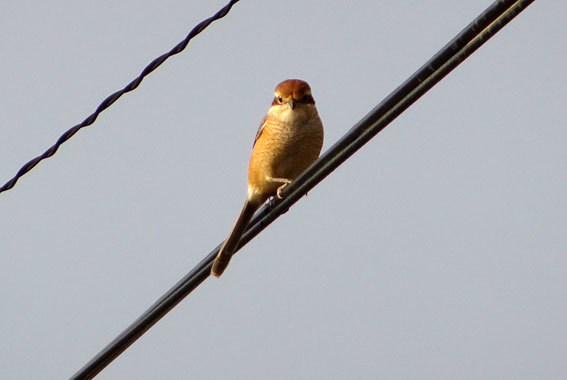 冬鳥の散歩_b0145296_08322033.jpg