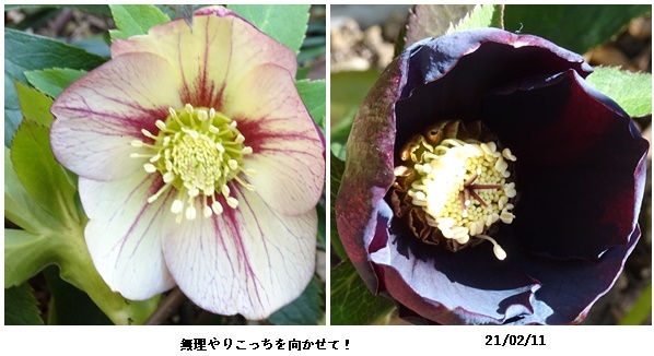 今度生まれたら(本)、高幡不動散策、糠床作り_c0051105_14143553.jpg