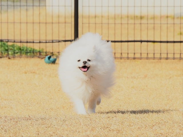 泣いて泣いて泣きやんだら 徒然てんぐさ
