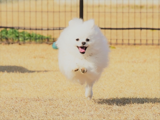 泣いて泣いて泣きやんだら 徒然てんぐさ