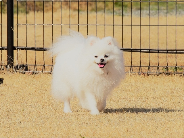泣いて泣いて泣きやんだら 徒然てんぐさ