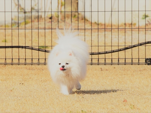 泣いて泣いて泣きやんだら 徒然てんぐさ