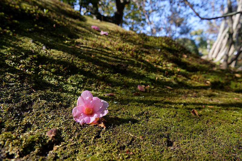 早春の花巡り 有楽椿@等持院_f0032011_19344906.jpg