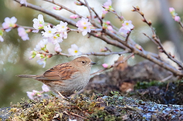 花とカヤクグリのコラボなんて如何にも不自然？_e0413627_09155762.jpg