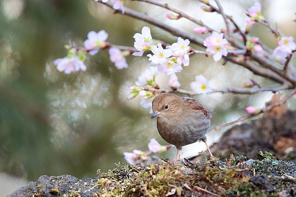 花とカヤクグリのコラボなんて如何にも不自然？_e0413627_09161284.jpg