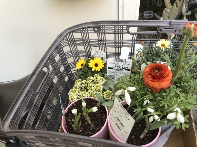 自転車乗って花買いに〜_d0101846_19380626.jpeg
