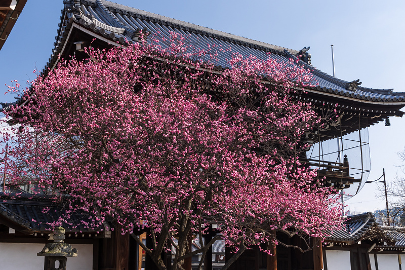 梅咲く興正寺_f0155048_23040847.jpg