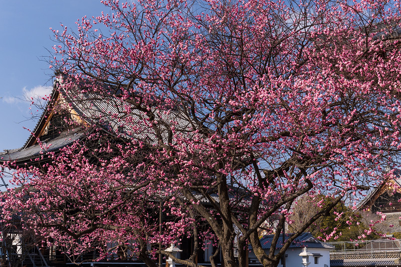 梅咲く興正寺_f0155048_23080294.jpg