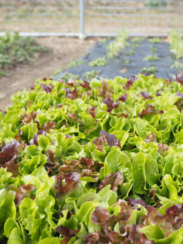 2021/2/12 じゃがいもの植え付け_f0201157_15043444.jpg