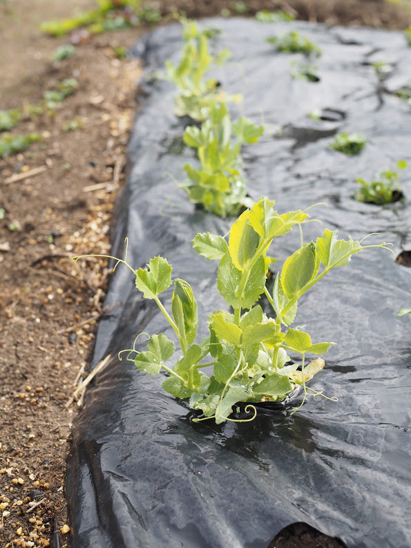 2021/2/12 じゃがいもの植え付け_f0201157_15043530.jpg
