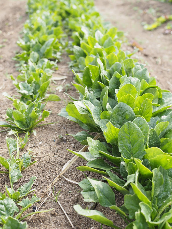 2021/2/12 じゃがいもの植え付け_f0201157_15043544.jpg