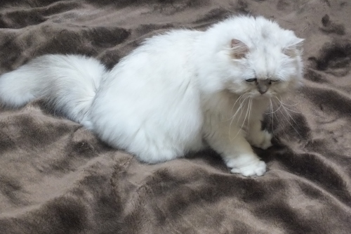 メグちゃんの毛布もみもみ メグ通信12 メグちゃんの毛布もみもみ メグ通信12